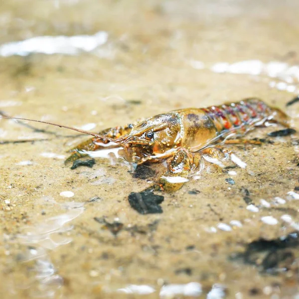 美国多刺脸颊小龙虾 Orconectes Limosus 创欧洲在拉脱维亚森林的一条河流 — 图库照片