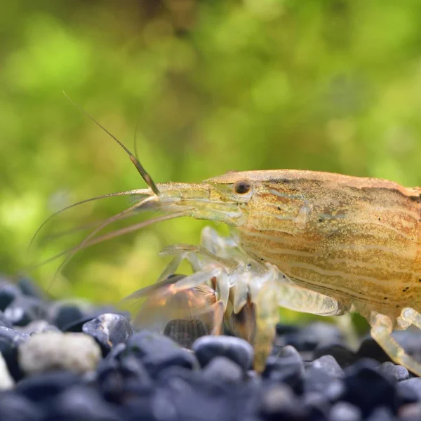 Vergrote Weergave Van Aziatische Glazen Garnalen Het Aquarium — Stockfoto