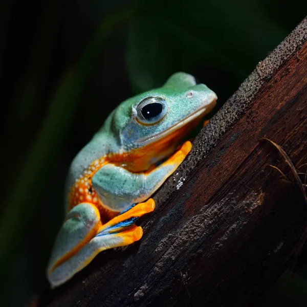 装飾的な熱帯カエルのクローズ アップ ビュー — ストック写真