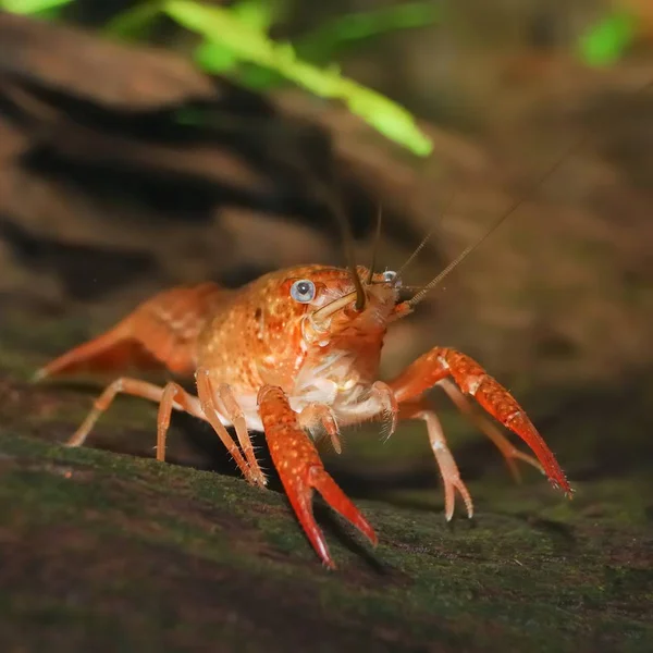 Lagostins Pântano Louisiana Procambarus Clarkii Ambiente Subaquático Natural — Fotografia de Stock