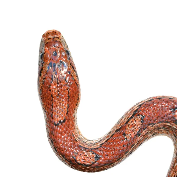 Cobra Grama Exótica Vermelha Colorida Isolada Sobre Branco — Fotografia de Stock