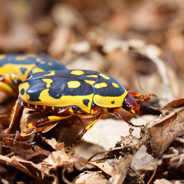 close-up view of decorative colorful beetles