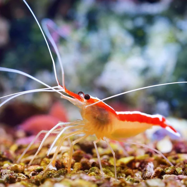 Lysmata Amboinensis Cleaner Shrimp Marine Aquarium — Stock Photo, Image