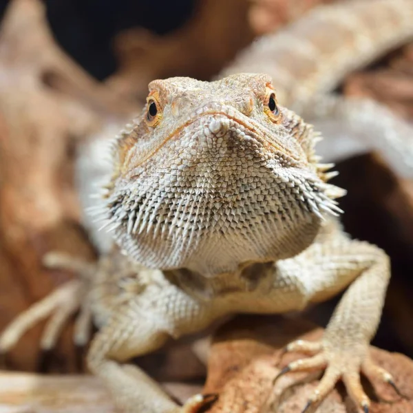 Close Vista Central Barbudo Dragão Pogona Vitticeps — Fotografia de Stock