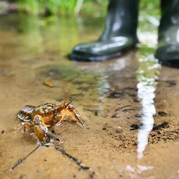 Amerikaanse Spiny Cheek Rivierkreeft Gevlekte Rivierkreeft Invasieve Naar Europa Een — Stockfoto