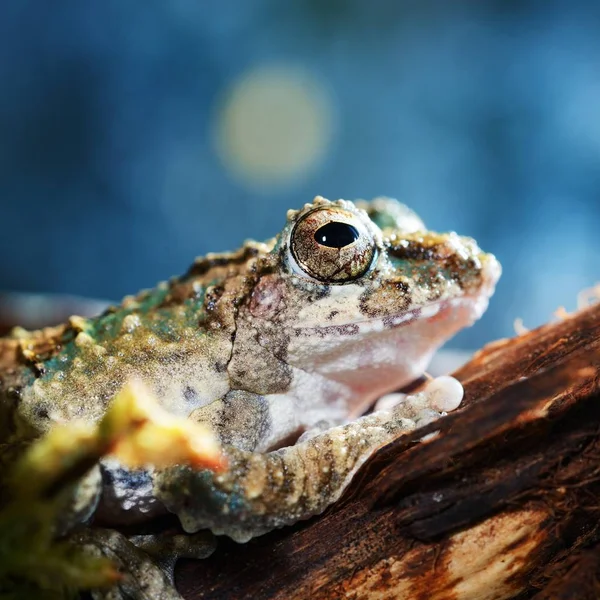 Nahaufnahme Von Dekorativen Tropischen Frosch — Stockfoto