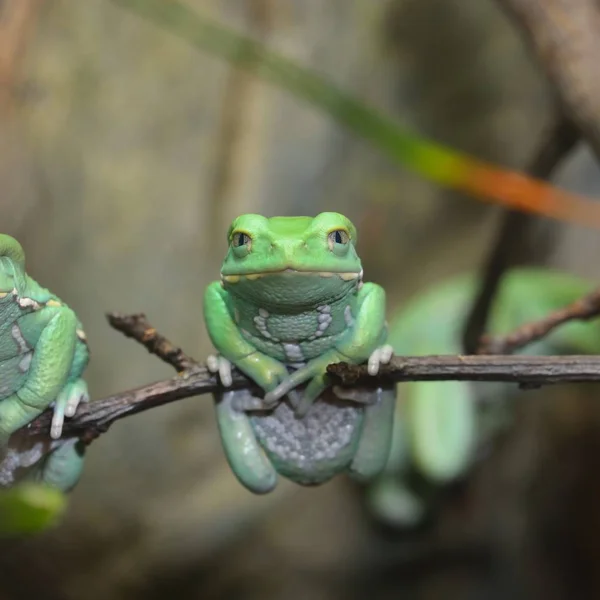 蜡猴叶蛙 Phyllomedusa Sauvagii 在天然雨林环境中的一个分支 七彩亮绿色热带蛙 — 图库照片