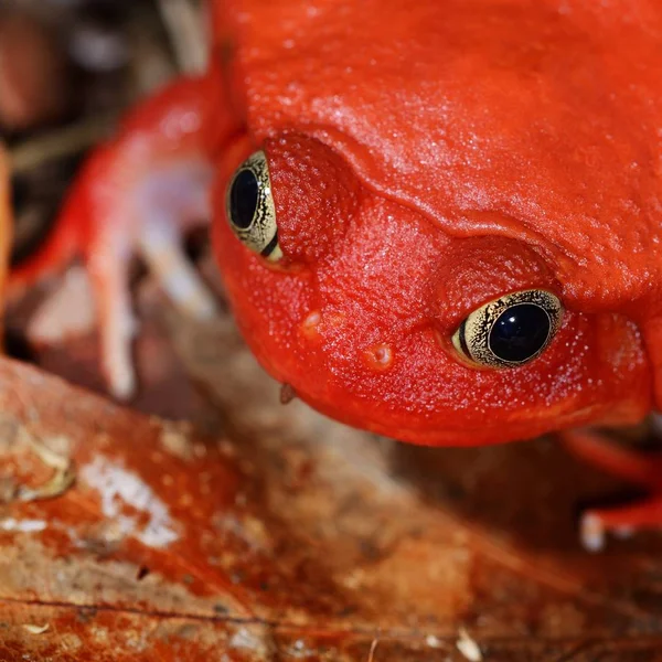 Close View Decorative Tropical Frog — Stok Foto