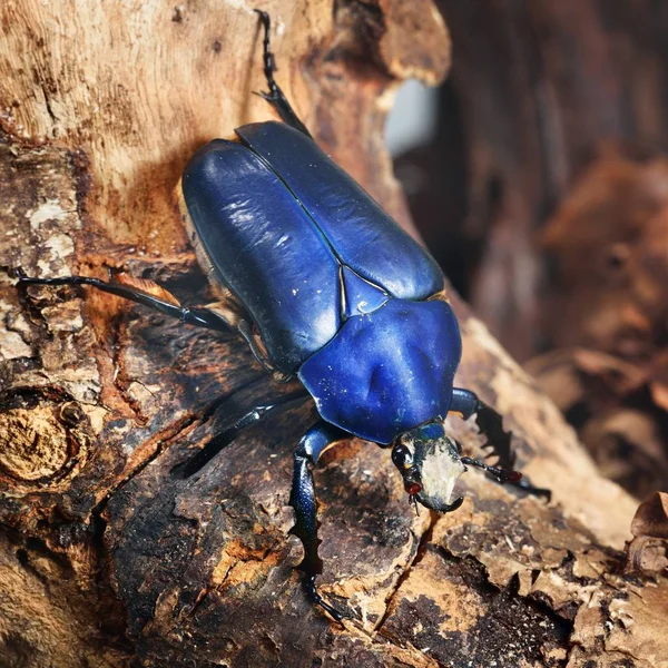 Vista Cerca Del Escarabajo Azul Decorativo — Foto de Stock