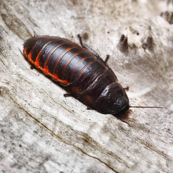 Schwarzer Riesenmadagaskar Faucht Kakerlake Natürlicher Umgebung — Stockfoto