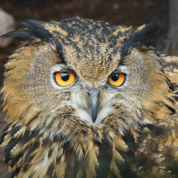 Primer Plano Cabeza Búho Águila Eurasiática Bubo Bubo Entorno Natural — Foto de Stock