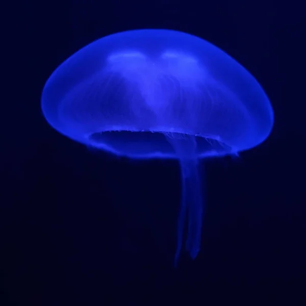 Dark Blue Jellyfish Glowing Dark — Stock Photo, Image