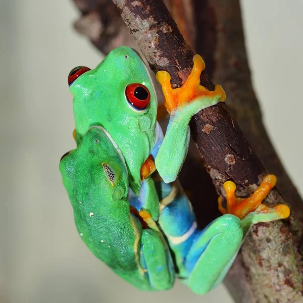 Close View Decorative Tropical Frogs — Stock Photo, Image