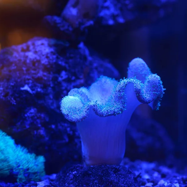 Vista Cerca Anémonas Marinas Corales Acuario — Foto de Stock