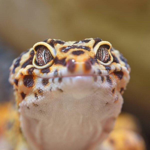 close-up view of Leopard gecko in terrarium 