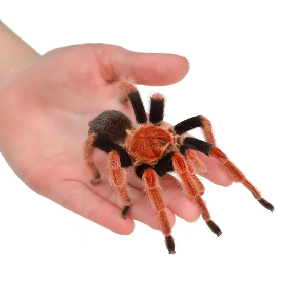 Birdeater 蜘蛛蛛 Brachypelma Boehmei 手里拿着白色 明亮的红色五颜六色的巨型蜘蛛 — 图库照片