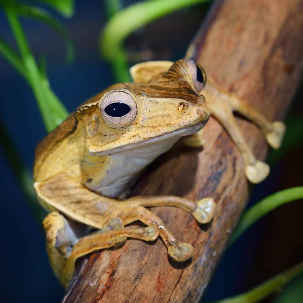 Nahaufnahme Von Dekorativen Tropischen Frosch — Stockfoto