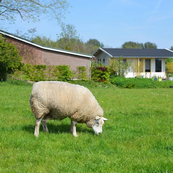 Schafe Auf Der Grünen Wiese Den Niederlanden — Stockfoto