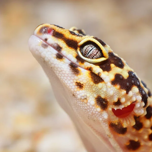 Vista Perto Leopardo Gecko Terrário — Fotografia de Stock
