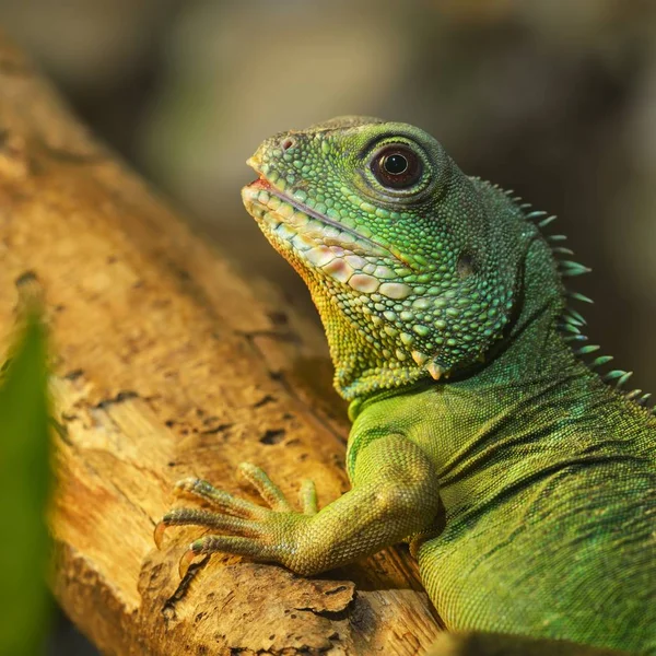 Ázsiai Víz Sárkány Physignathus Cocincinus Természeti Környezet Színes Trópusi Zöld — Stock Fotó