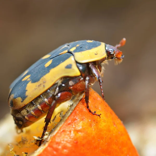 Close View Colorful Decorative Beetle — Stock Photo, Image