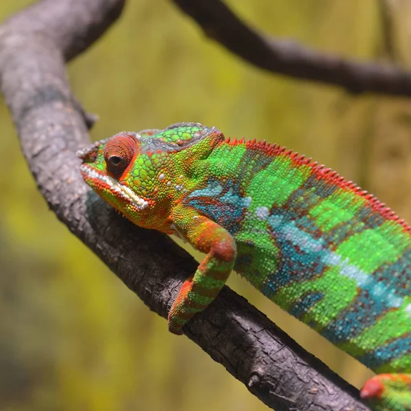 Färgglada Panther Chameleon Furcifer Pardalis Vilar Gren Naturlig Miljö — Stockfoto