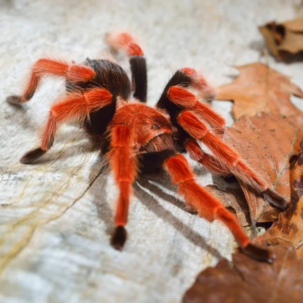 Birdeater tarantula örümceği Brachypelma boehmei doğal orman ortamında. Parlak kırmızı renkli dev örümcek.