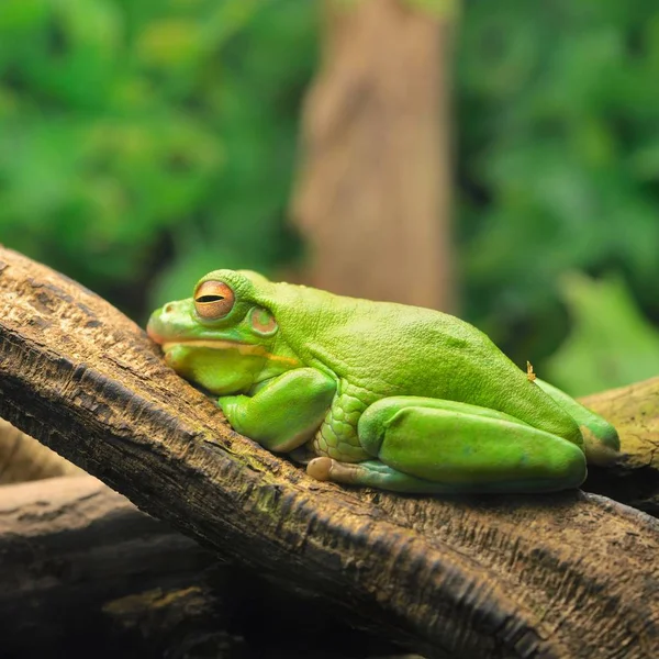Australian Green Tree Frog Litoria Caerulea Natural Environment Resting Tree — Stock Photo, Image
