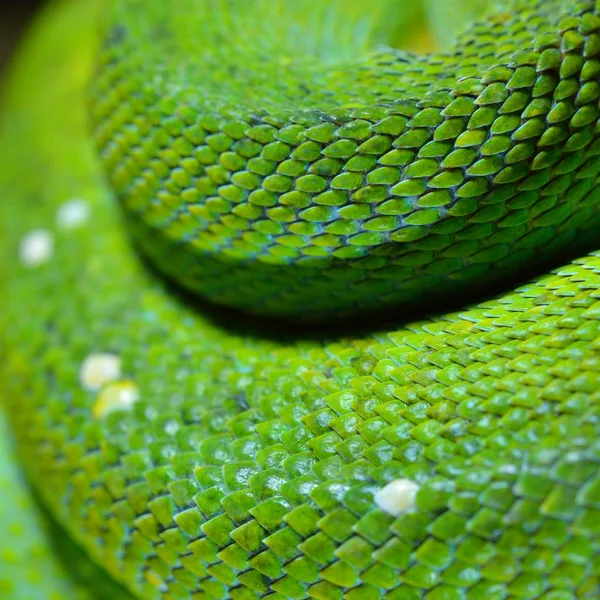 Zelený Strom Python Morelia Viridis Mladý Zelený Had Složen — Stock fotografie