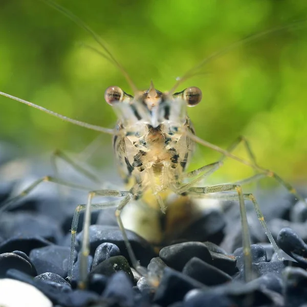 Close View Asian Glass Shrimp Aquarium — Stock Photo, Image