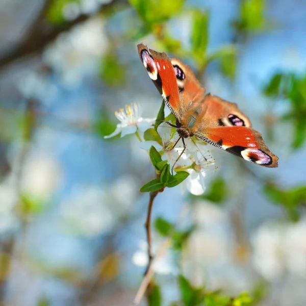 Vista Cerca Mariposa Colores Rama Floreciente — Foto de Stock