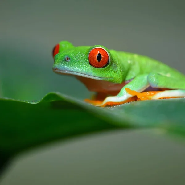 Dekoratif Tropikal Kurbağa Yakından Görmek — Stok fotoğraf