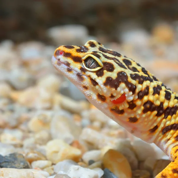 Gecko Leopardo Eublepharis Macularius Ambiente Natural — Fotografia de Stock