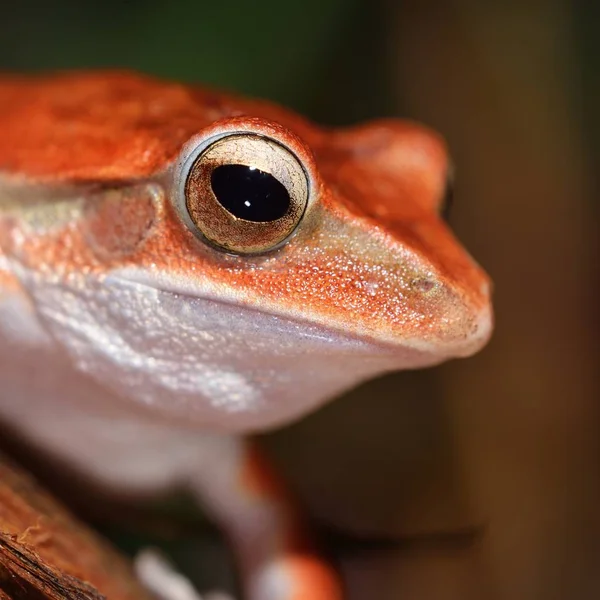 Close View Decorative Tropical Frog — Stock Photo, Image