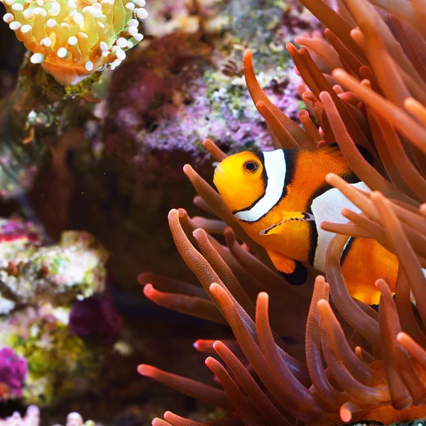 Amphiprion Ocellaris Pez Payaso Acuario — Foto de Stock