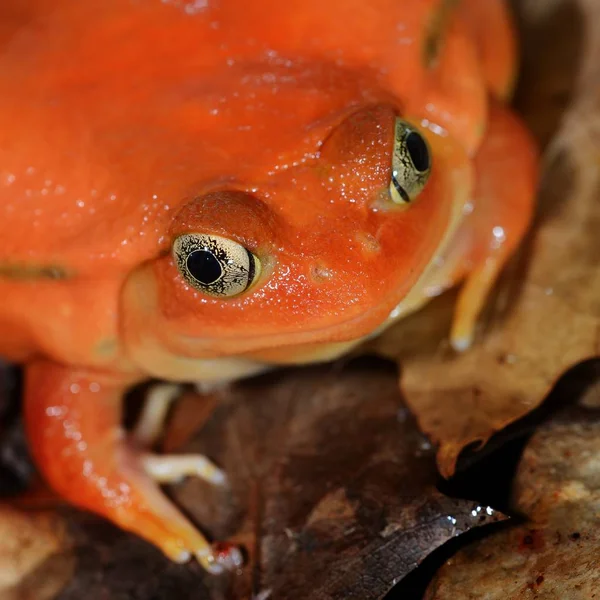 Close View Decorative Tropical Frog — Stock Photo, Image