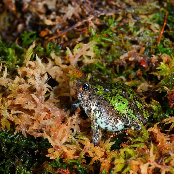 Vue Rapprochée Grenouille Tropicale Décorative — Photo