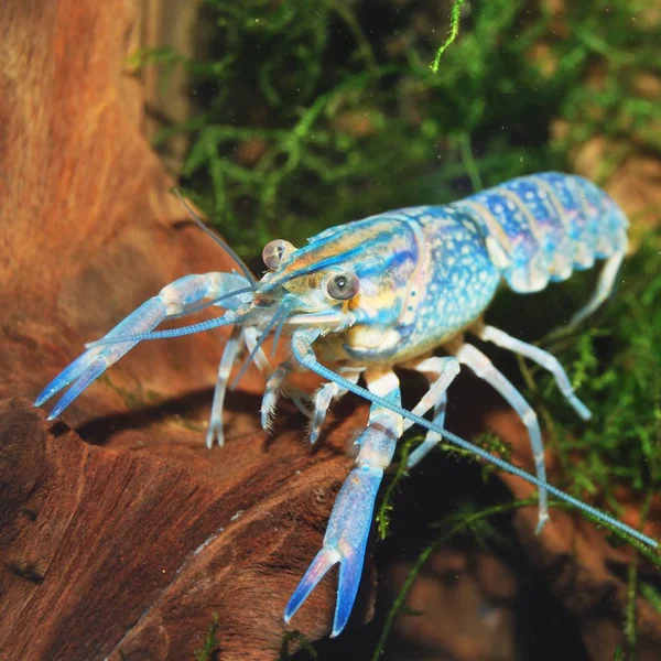 Vue Rapprochée Écrevisse Bleue Australienne Dans Aquarium — Photo