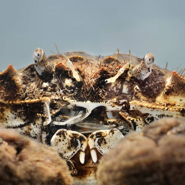 Close Van Krab Ogen Klauwen — Stockfoto