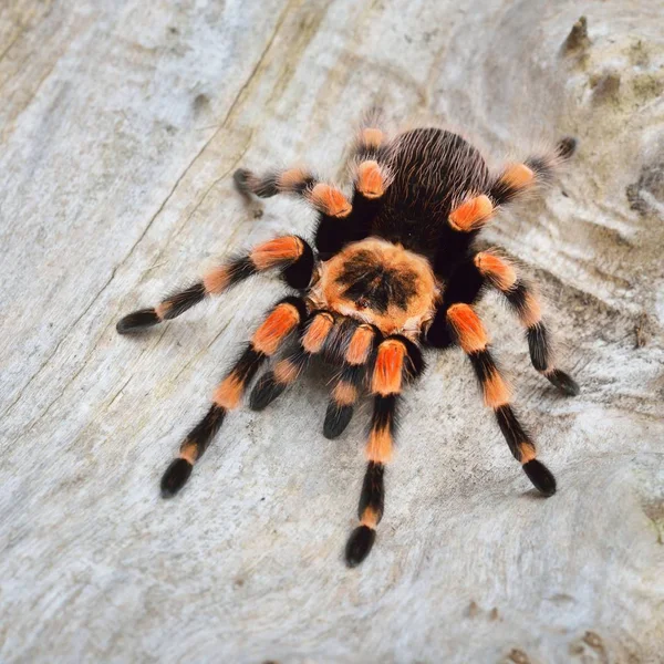 Birdeater tarantula örümceği Brachypelma smithi doğal orman ortamında. Parlak turuncu renkli dev örümcek.