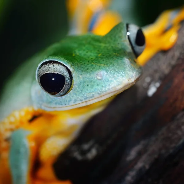 개구리의 — 스톡 사진