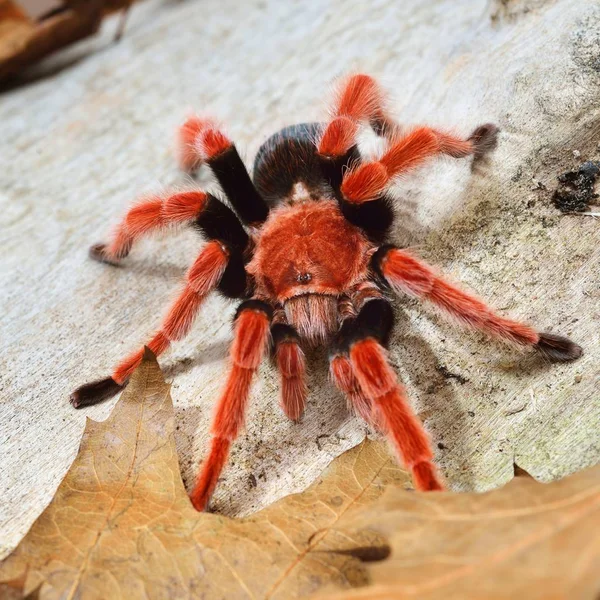 Birdeater tarantula örümceği Brachypelma boehmei doğal orman ortamında. Parlak kırmızı renkli dev örümcek.
