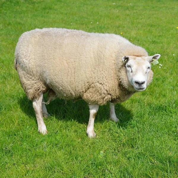 Schafe Auf Der Grünen Wiese Den Niederlanden — Stockfoto