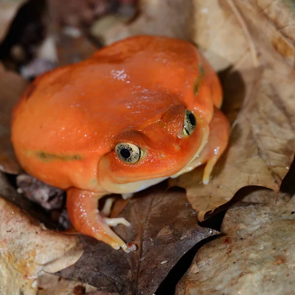 Close View Decorative Tropical Frog — Stock Photo, Image