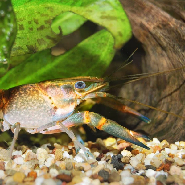 stock image close-up view of Australian blue crayfish in aquarium 