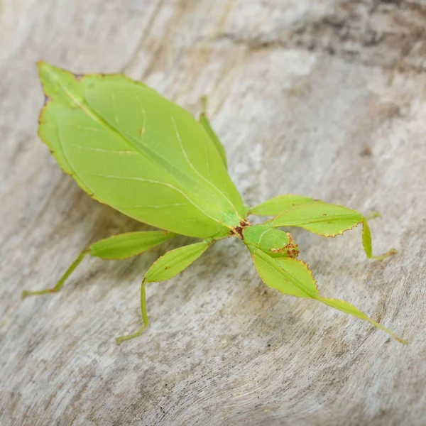 自然の中で木の幹に葉状の緑の棒昆虫 Phyllium レヴェンシュタイン — ストック写真