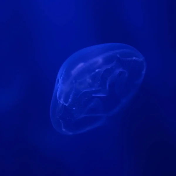 Medusas Azules Oscuras Brillando Oscuridad —  Fotos de Stock