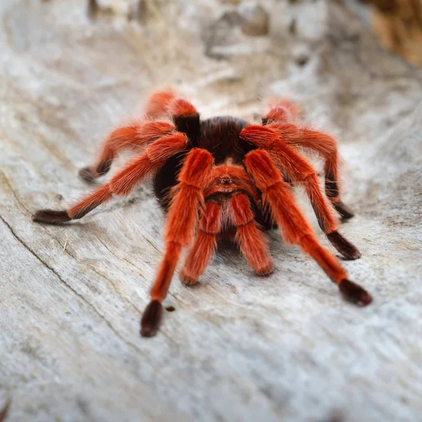 Birdeater Tarantula Örümceği Brachypelma Boehmei Doğal Orman Ortamında Parlak Kırmızı — Stok fotoğraf