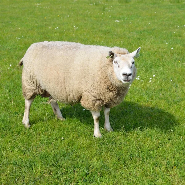 Pecore Sul Campo Verde Nei Paesi Bassi — Foto Stock