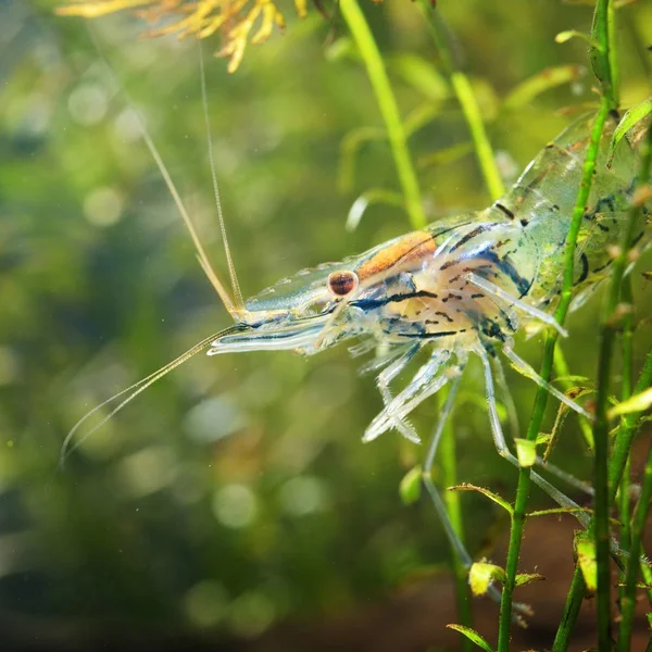 Vergrote Weergave Van Aziatische Glazen Garnalen Het Aquarium — Stockfoto